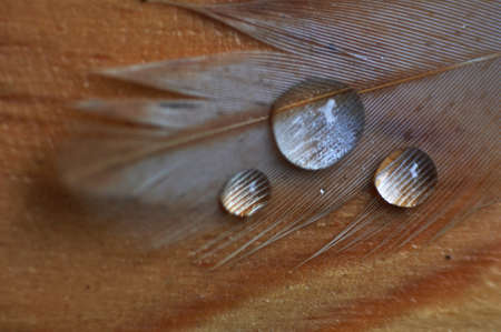 A feather with  water drops.の写真素材