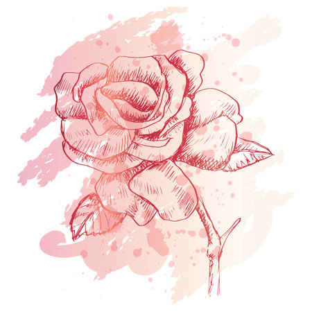 Hand drawn sketch of  rose flowerのイラスト素材