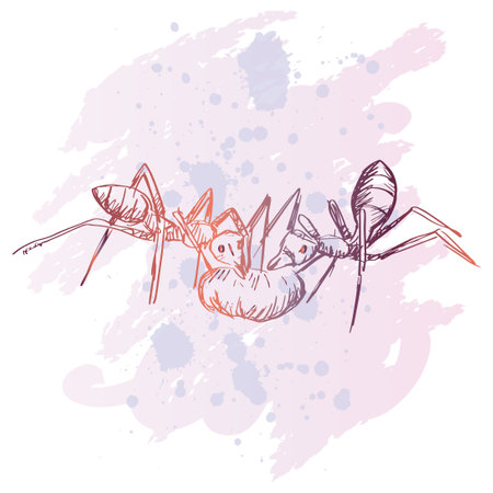 Sketch drawing of two ants eat sugarのイラスト素材