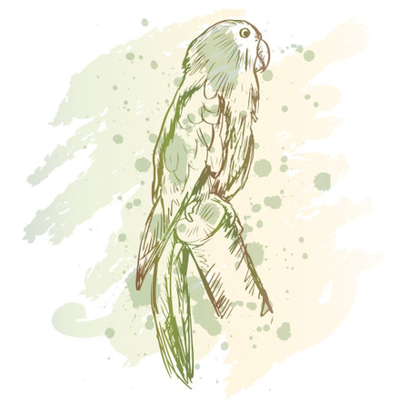 Sketch drawing of Eclectus Parrotsのイラスト素材