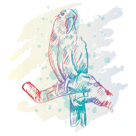 Sketch drawing of Eclectus Parrotsのイラスト素材