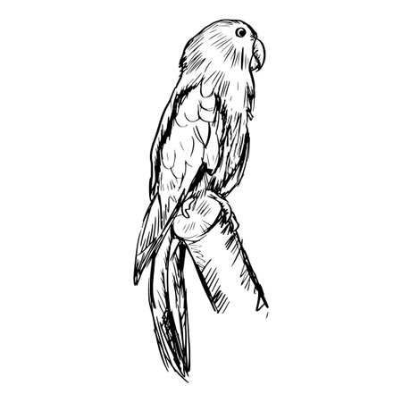 Sketch drawing of Eclectus Parrotsのイラスト素材