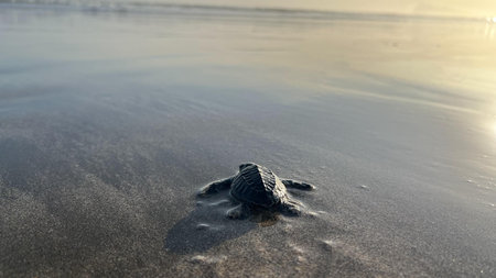 Little baby turtle coming out of the water on the beach at sunsetの写真素材