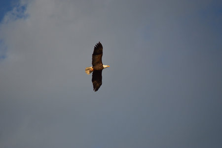 Eagle in flight with fish in talons