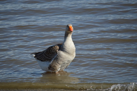 Goose walking in the waterの写真素材