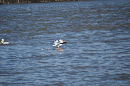 Pelican on the riverの写真素材