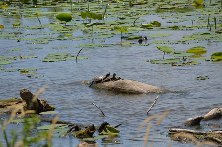 Turtles hanging out on a log on the river
