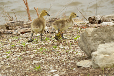 Goslings taking a strollの写真素材
