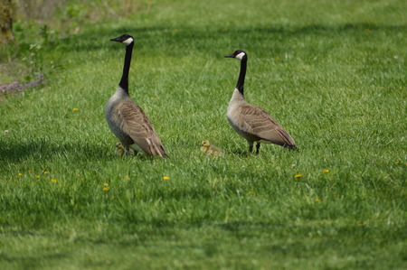 Canada geese and goslingsの写真素材
