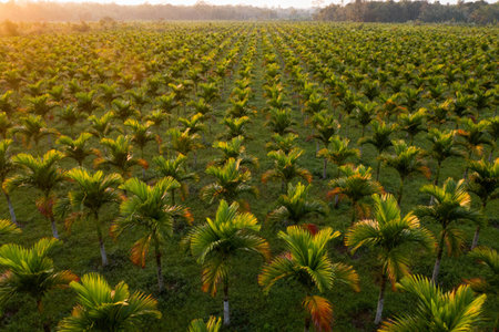 Rows of palm trees stretch across the landscape, bathed in the warm glow of the morning sunの素材