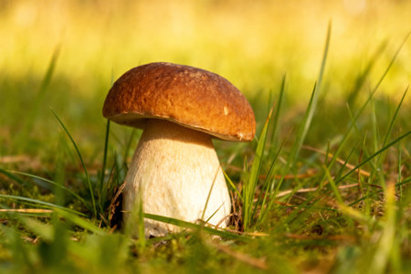 A beautiful, edible mushroom stands out in the sunlight, surrounded by green grass and a blurred backgroundの写真素材