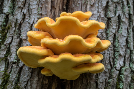 This image showcases a beautiful specimen of Laetiporus sulphureus, a striking edible fungus
