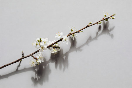 A single branch adorned with small white blossoms and buds is positioned diagonally against a plain,...