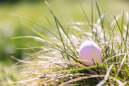 A solitary pink egg is hidden amongst blades of grass, bathed in soft sunlight, evoking a sense of...