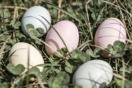 A collection of delicately colored Easter eggs are hidden amongst vibrant green clover and blades of...