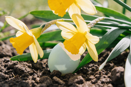 A pale blue eggshell, cracked open, remains in dark soil surrounded by vibrant yellow daffodils and...