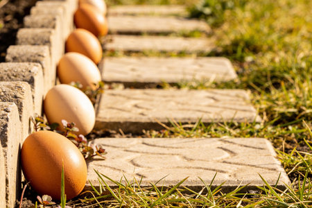 A row of fresh brown eggs are placed along a stone pathway in a garden setting with green grass surrounding themの写真素材