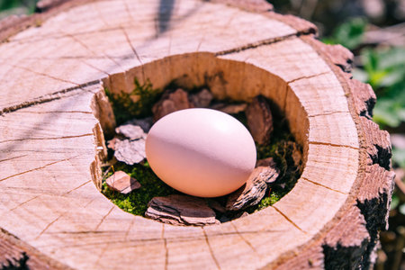 A solitary egg remains in a natural cavity of a wooden stump, surrounded by soft moss and rough bark piecesの写真素材