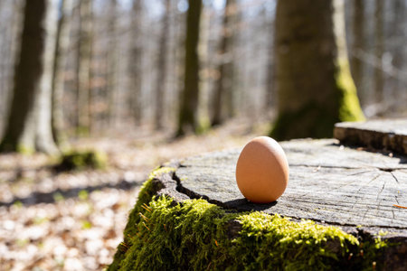 A solitary brown egg is placed on a weathered, moss-covered tree stump, bathed in dappled sunlight...