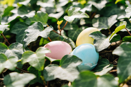 Three pastel colored eggs are nestled within dense green ivy foliage, suggesting a springtime hunt