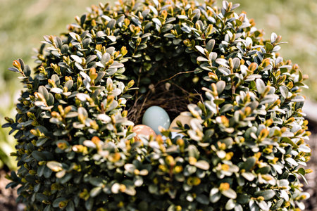 A close-up view reveals a natural bird's nest containing colorful eggs, nestled discreetly within...