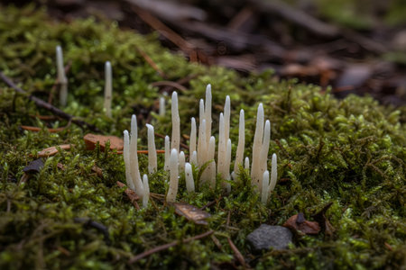 Delicate white coral fungi emerge from a lush carpet of green moss, creating a whimsical scene in the woodlandの写真素材