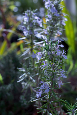 Close-up view of tiny lavender rosemary blossoms and needle-like leaves with a blurred garden backgroundの写真素材