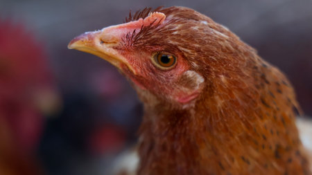 A detailed macro shot captures the intricate textures of a domestic chicken's plumage and facial...