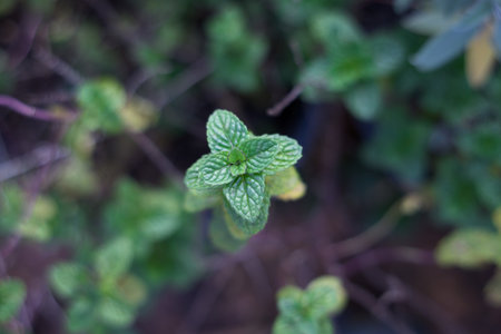 A vibrant green mint plant's top leaves are in sharp focus, surrounded by a blurred garden setting...