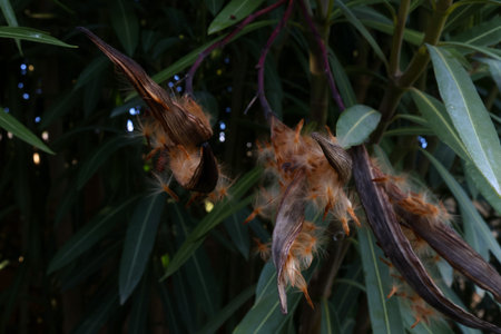 Close-up view of dry oleander seed pods splitting open to reveal fluffy seeds and silky fibers, set against lush green foliage and bokeh lightsの写真素材