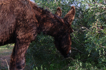 A close-up view of a shaggy brown donkey with prominent ears grazing on lush green foliage in a...