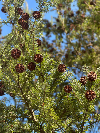 Close-up of lush green leaves and brown pine cones against a clear blue sky, highlighting the...