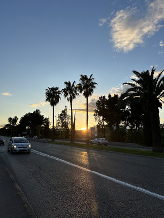 A scenic view of a road lined with palm trees at sunset. The sun sets behind the trees, casting a warm glow. A car drives along the road.の写真素材