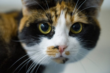 Portrait of a calico cat with vibrant yellow eyes, highlighting its distinct fur patterns and...
