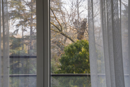 Sheer curtains frame a peaceful view of vibrant greenery and trees outside, enhancing the calm ambiance and allowing soft natural light to fill the roomの写真素材