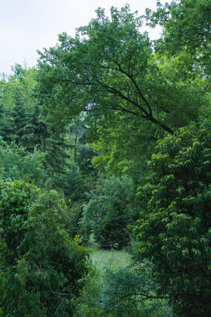 Expansive forest scene showing diverse trees and rich greenery, enveloping the area in a peaceful...