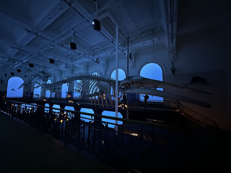 Whale skeleton prominently displayed in a museum with unique architectural elements and atmospheric...