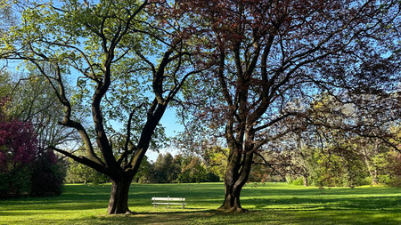 Two large trees with rich foliage create a peaceful atmosphere in a park, featuring a white bench on green grass, perfect for enjoying nature's beautyの写真素材