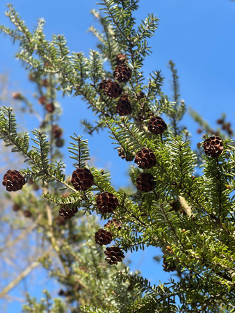 Pine tree branches filled with pine cones are set against a bright blue sky, highlighting the...