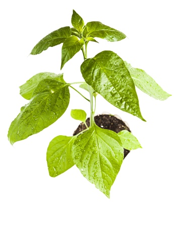 Home wet flower in the pot close-up isolated on white backgroundの写真素材