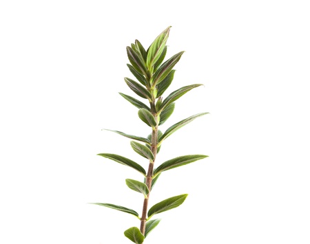 plant stem isolated on white backgroundの写真素材