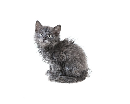 little wet homeless kitten isolated on white backgroundの写真素材