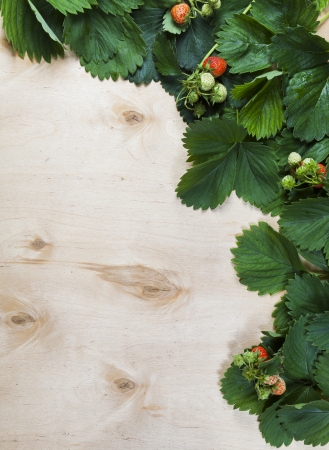 Background of leaves and fruit of the strawberry on the woodの写真素材