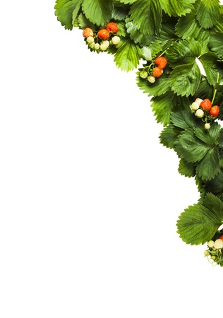 Isolated background of leaves and fruits of strawberryの写真素材