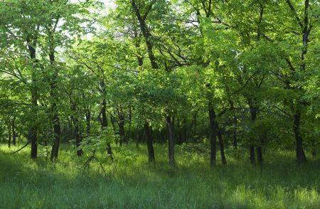 green forest in the afternoonの写真素材