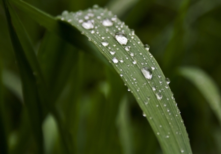 dew on the grass close upの写真素材