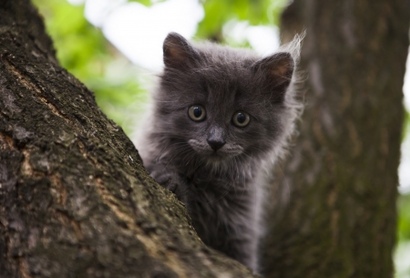 little kitten in a treeの写真素材