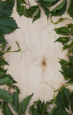 wood background with green foliage の写真素材