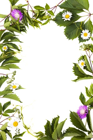 background with isolated green foliage and flowersの写真素材