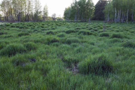 Meadow with green grass in the forestの写真素材